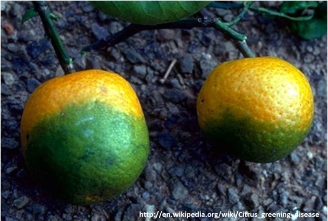oranges affected by citrus greening httpwww.popsci.comsitespopsci.comfilesstylesmedium_1x_publicimport2013images201307citrus-greening.jpgitok=6WaP_div